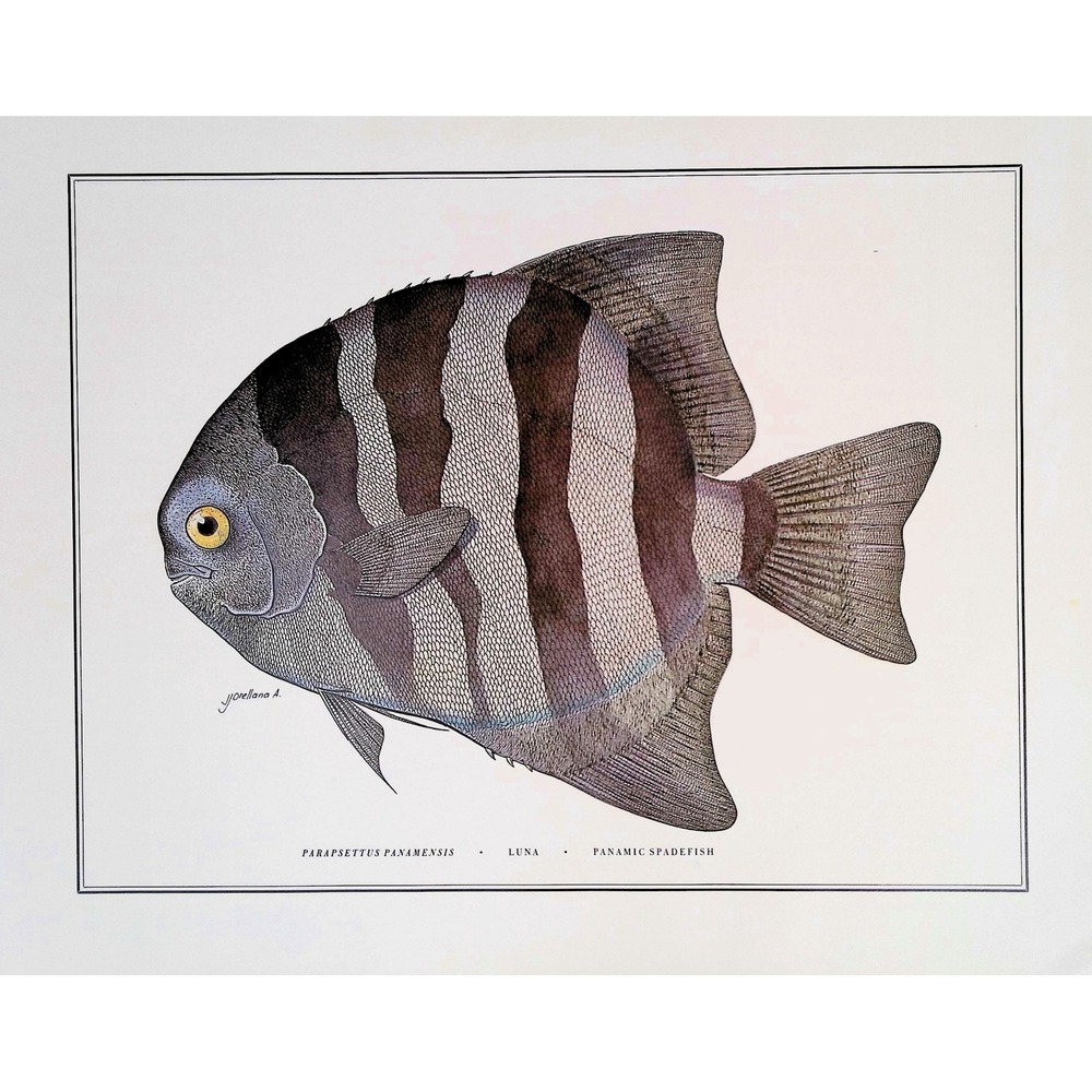 1985 Panamic Spadefish Fish Wall Art Print J Orellana Vintage Book Plate 11x14